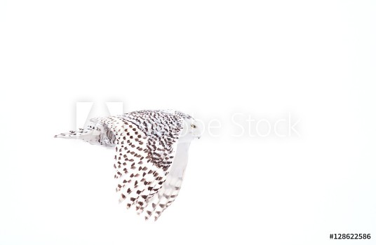 Picture of Snowy owl Bubo scandiacus isolated on a white background flies low hunting over an open snowy field in Canada